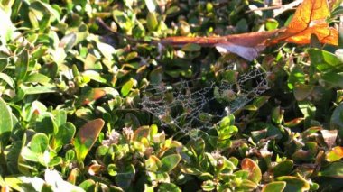 Dewdrops yeşil şimşir spiderweb üzerinde yaprakları bush ve sonbahar park meşe yaprağı kuru. Çiğ gossamer yumuşak esinti nefes, üzerinde güneşli neredeyse rüzgarsız sonbahar sabah bırakır. Çiğ tod ile parlak günde ıslak