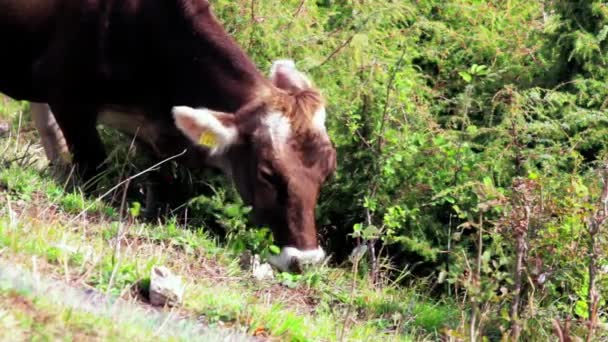 Une vache brune avec des marques visibles d'identification de l'oreille broutant dans un pré de montagne au soleil. Bête mangeant de l'herbe verte et des herbes à la laiterie écologique dans les Alpes. Génisses se nourrissant de bovins de boucherie. Bovins de boucherie dans le ranch des vaches. Élevage. Augmentation de la consommation 