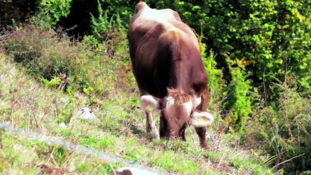 Uma Vaca Marrom Com Marcas Identificação Orelha Visíveis Pastando Prado — Vídeo de Stock