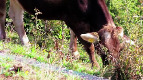 Uma Vaca Marrom Com Marcas Identificação Orelha Visíveis Pastando Prado — Vídeo de Stock