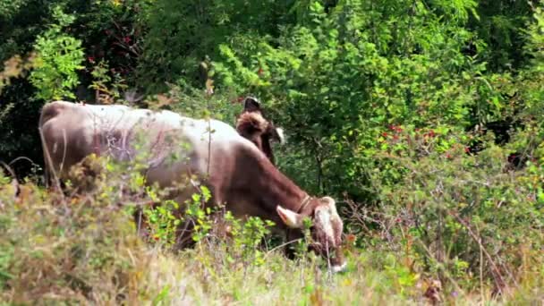 在阳光明媚的日子里 两只棕色的奶牛在山草甸山上吃草 小牛在生态友好的乳品中吃绿草 草本植物和树枝 畜牧业 农场里的肉牛饲养牛肉的牛 — 图库视频影像