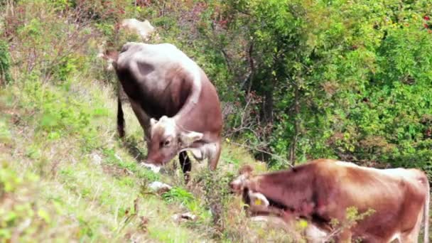 在阳光明媚的日子里 成群结队的牛 带着明显的耳朵识别标签的棕色奶牛在绿色的山草甸山上吃草 在环保乳品中吃草的牲畜 饲养场上的肉牛 饲养场上的肉牛 海弗斯喂养 — 图库视频影像