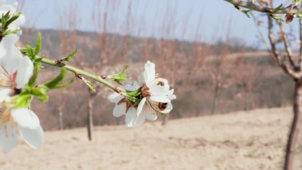 フライング蜂受粉ブロッサムアーモンド白い花 春のコンセプト 開花果樹園で蜂蜜のための花粉を集める昆虫 アーモンドの木に咲く花粉の蜜を集める蜜蜂 果物の枝蜂のクローズアップ 春の美しいアーモンド — ストック動画