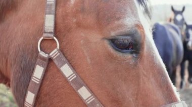 Arka planda diğer atlar ile kahverengi at gözü yakın çekim. Kır çayırında halterli at kafası. Genç at gündüzat çiftliğine bakıyor. İlkbahar otlaları üzerinde evcil hayvanlar. Çiftlikteatlar