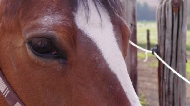 頭を振り フェンスから緑を見下ろす茶色の馬のクローズアップ フェンスの近くにまつげを持つ茶色の馬の目 田舎の牧草地でホルターを持つ馬の頭 若い馬は日中馬場を見ている 牧草地の家畜 牧場の馬 — ストック動画