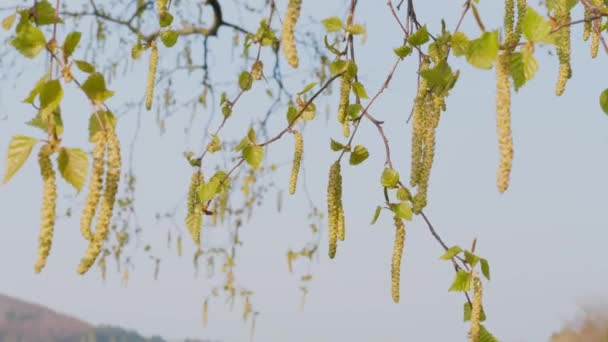 在蓝天下 新的开始概念 有幼叶和耳环的白杨树的树枝 开花和种子形成的季节 开花植物的花粉 季节性过敏时间 健康的生活方式 — 图库视频影像