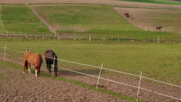 Zwei Grasende Braune Pferde Zaun Der Koppel Des Bauernhofs Frühlingstag — Stockvideo