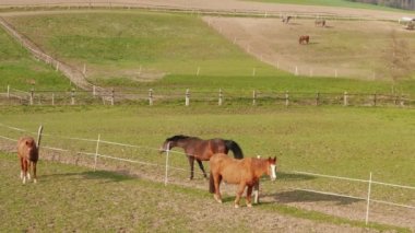 Otlatma kahverengi atlar gün at çiftliği paddock çit ile ayrılmış. Kırsal arazide yeşil ot yiyen sığırlar. At çayırda otladı. Otlaklarda evcil hayvanlar. Çiftlikte beslenen atlar. Sakinlik. Doğa. Sağlıklı yaşam tarzı
