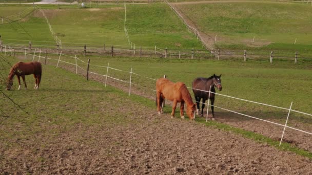 Brown Lovak Elválasztott Kerítés Legelő Gazdaságban Paddock Nap Szarvasmarha Étkezési — Stock videók