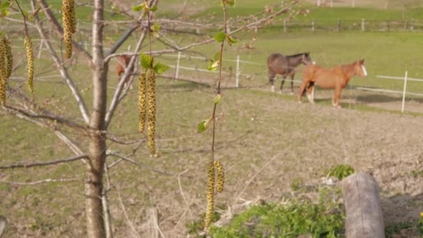在春天的天 以农场围场中的野牛和放牧棕色马为背景的木树枝 有耳环的树和牧场上的家畜 牧场开花的季节 新的开始概念 开花的花粉 — 图库视频影像