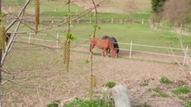 Bahar konsepti, aglets ile huş dalı ve iki otlatma kahverengi atlar gün çiftlik padok yakın. Küpeli huş ağacı ve otlaklarda evcil hayvan çifti. Çiftlikte yeni bir başlangıç konsepti. Çiçek açan polenler. Sakinlik. Doğa. Sağlıklı yaşam
