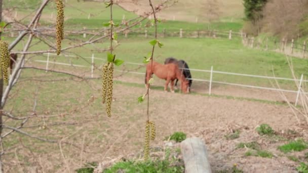 Conceito Primavera Ramo Bétula Com Aglets Dois Cavalos Castanhos Pastando — Vídeo de Stock