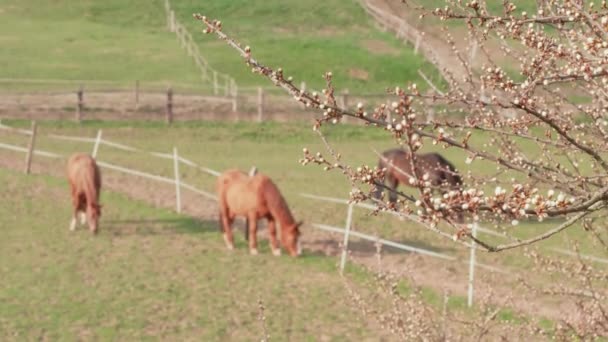 Vita Blomknoppar Fruktträd Och Bruna Betande Hästar Gårdens Hage Vårdagen — Stockvideo