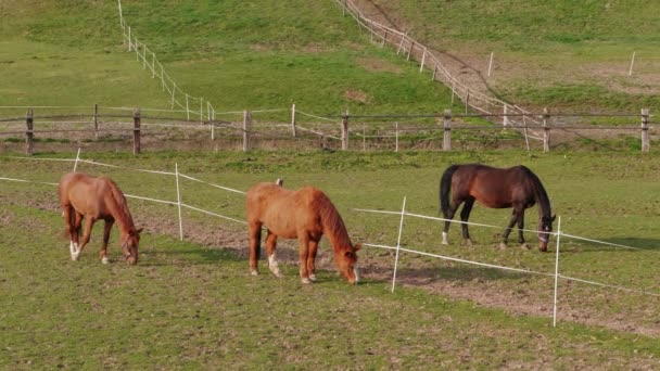三匹在农场围场围栏附近的吃草的棕色马 马吃绿草在乡村景观 马在草地上吃草 在牧场上奔跑的家畜 马在牧场上除牧 健康的生活方式 — 图库视频影像