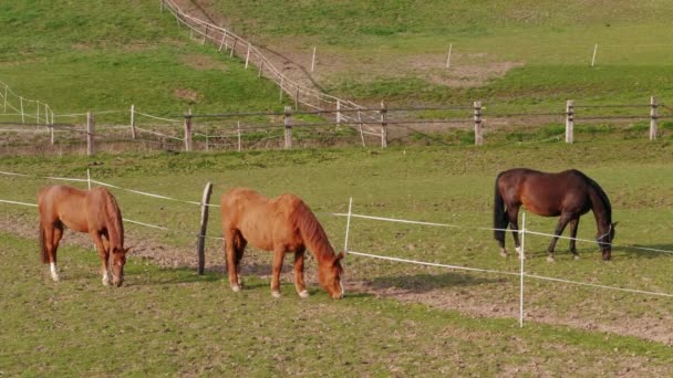 Trois chevaux bruns pâturant à la clôture dans le enclos de la ferme le jour du printemps. Cheval mangeant de l'herbe verte dans le paysage rural. Des chevaux paissaient dans la prairie. Animaux domestiques dans les pâturages. Chevaux dépâturage sur ranch. Du calme. La nature. Mode de vie sain 