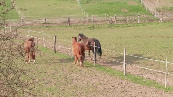 Caballos Marrones Corriendo Cerca Cerca Prado Granja Primavera Baile Apareamiento — Vídeos de Stock