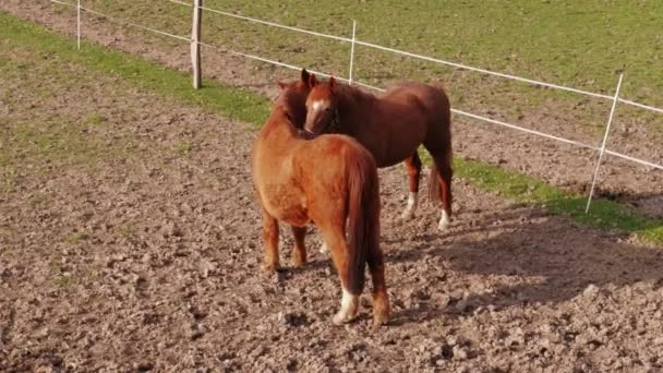 交配舞蹈 棕色的马在春天的农场围场里闪闪发光 马在乡村风景中自鸣得意 情侣概念 在牧场上行走的家畜在牧场上放牧 健康的生活方式 — 图库视频影像