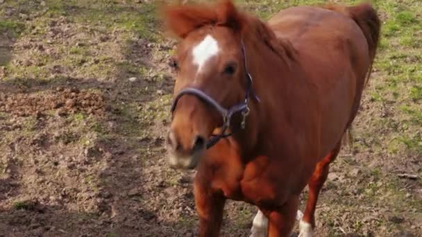 Hnědý Kůň Chodí Pátravě Kotli Farmě Jarní Den Koně Venkově — Stock video