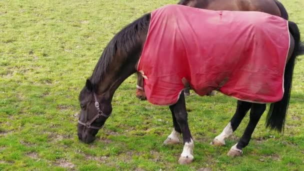 Cavalo Castanho Escuro Coberto Por Manta Vermelha Pastando Pasto Fazenda — Vídeo de Stock