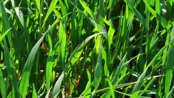 Primer Plano Hierba Verde Campo Soleado Día Primavera Ventoso Fondo — Vídeo de stock