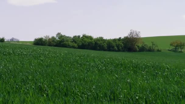 绿草野和树木在阳光明媚的风春天 自然背景 灌木丛与年轻的小麦在风下 谷物植物 面包玉米 天底下的大米 景观草本 夏天的花园颜色 — 图库视频影像
