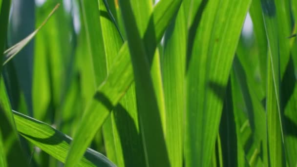 晴れた春の日 自然の背景で軽い風で震える緑の草原 芝生の地面 風の下の若い小麦 クローズアップ 穀物植物 パンコーン ライ麦 オート麦 空の下の米 — ストック動画