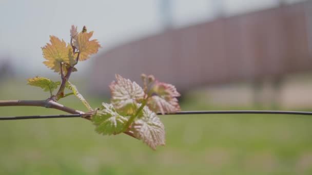 Folhas Verdes Jovens Uvas Vinha Dia Ventoso Primavera Uva Folha — Vídeo de Stock