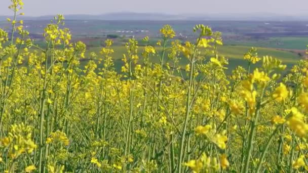 Floraison de colza champ de canola le jour du printemps avec le pays en arrière-plan. Fleurs de colza jaune pour la production de biocarburants. Colza oléagineux pour l'énergie verte et l'industrie pétrolière. La graine de viol fleurit, brise. Rotation écologique des cultures. concept de carburant léger 