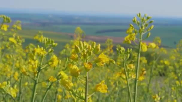 春日花油菜籽菜田的特写 以国家为背景 用于生物燃料生产的黄色科尔扎花 用于绿色能源和石油工业的油籽油菜 油菜种子开花 生态作物轮作 清洁燃油概念 — 图库视频影像