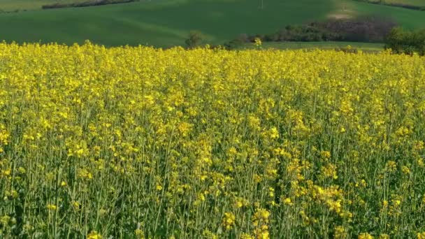 Gelb Blühende Rapsfelder Und Grüne Felder Als Hintergrund Frühlingstag Colzablüten — Stockvideo