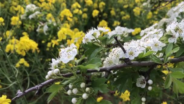 背景色として黄色の菜の花に対する白いひまわりの花 春のコンセプト 風の強い日に アブラナ科 クムツゲ属 トゲ科 リンゴ属 5月の木 ホエリーの木の枝を咲かせます 春の花 — ストック動画