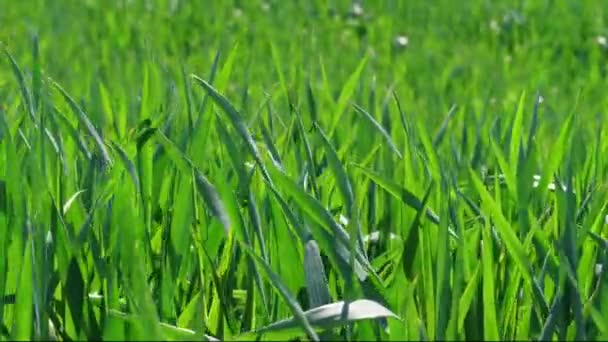 Champ d'herbe verte sous le vent, jeune gros plan sur le blé. Vent soufflant sur le feuillage des plantes céréalières. Nature de fond avant la tempête au jour du printemps. Maïs à pain germant sous le vent. Croissance de seigle, avoine, riz. Pelouse. Herbes de paysage 