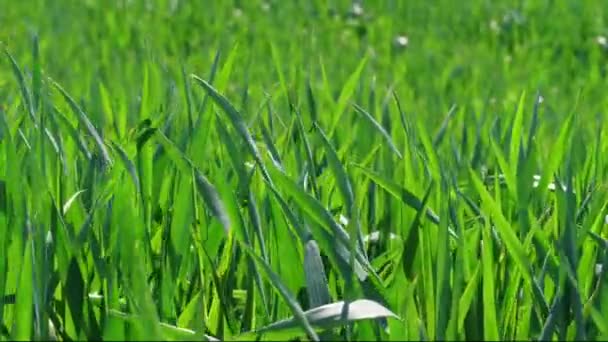 Groene Grasveld Onder Wind Blast Jonge Tarwe Close Waait Wind — Stockvideo