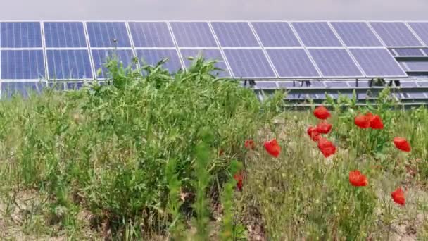 Cel Zonnepanelen Groene Energie Buurt Van Poppy Bloemen Gras Winderige — Stockvideo