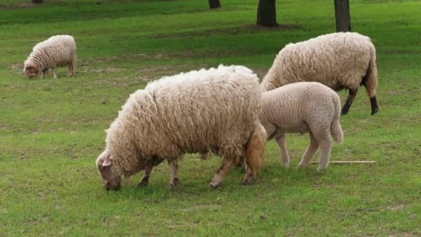 Pâturage des moutons blancs et de l'agneau sur un champ vert près des arbres le jour du printemps. Troupeau de moutons au pâturage. Herbe broutée en troupeau. Agriculture animale dans les exploitations laitières. Les animaux domestiques paissent dans le enclos. Nourrir des brebis laineuses. Manger bélier, tup, mob en plein air 