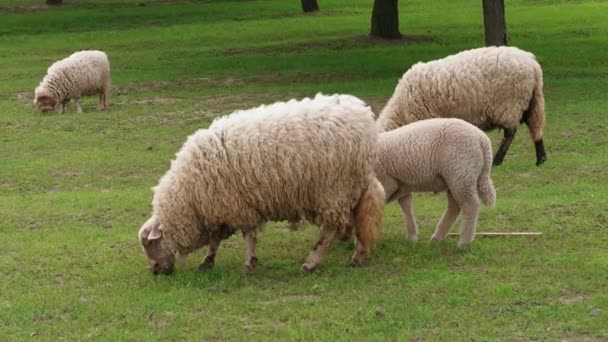 Grazing Ovelhas Brancas Cordeiro Campo Verde Perto Árvores Dia Primavera — Vídeo de Stock