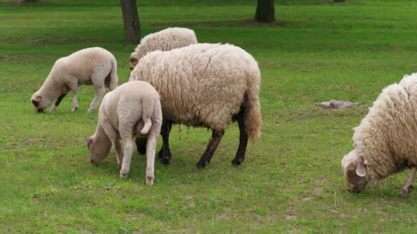 Troupeau de moutons au pâturage. Pâturage des moutons blancs et de l'agneau sur un champ vert près des arbres le jour du printemps. Herbe broutée en troupeau. Agriculture animale dans les exploitations laitières. Les animaux domestiques paissent dans le enclos. Nourrir des brebis laineuses. Manger bélier, tup, mob en plein air 