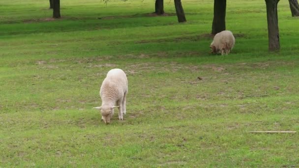 春天的一天 白羊和羊群在靠近树木的绿色牧场上吃草 田里成群的羊 一群小羊吃草 奶牛养殖场的畜牧业 家畜在围场里吃草 喂毛绒母羊 吃公羊 — 图库视频影像
