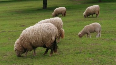 Beyaz kirli koyunlar ve kuzular bahar günü otluyor ve yeşil otlakların yanından geçiyorlar. Genç koyun sürüsü otlandı. Koyun sürüsü tarlada. Çiftlikteki çiftlik hayvanları tarımı. Evcil hayvanlar otlakta otlar. Tarım ekolojisi