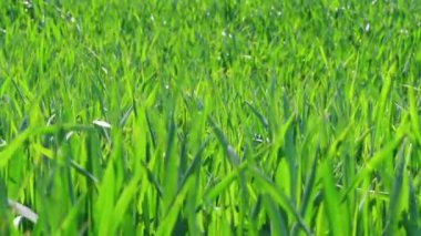 Esen esintinin altında yeşil çimenler, bahar da buğday tarlası. Doğa arka plan ve rüzgar fırtına önce. Çim zemin, tarlada genç buğday. Tahıl bitkisi, mısır ekmeği, çavdar, yulaf, pirinç. Otlak. Yaz aylarında yapraklar