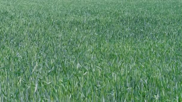 Campo Coltivazione Del Grano Tenero Verde Azienda Nella Giornata Primaverile — Video Stock