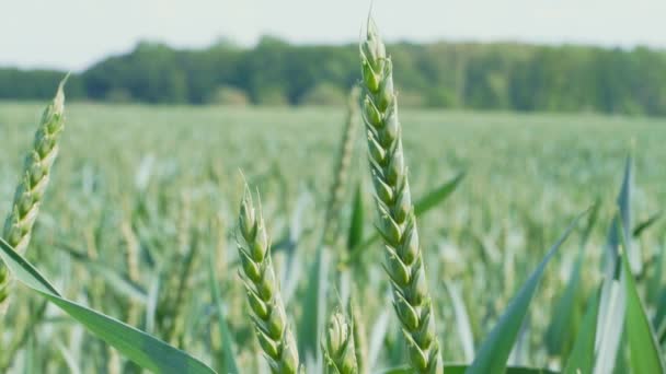 Coltivare Grano Tenero Verde Nei Campi Agricoli Primavera Agricoltura Chiudete — Video Stock