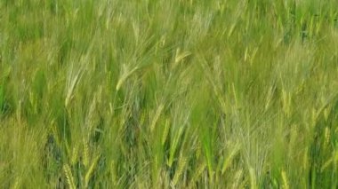 İlkbahar da tarlada yeşil çavdar yetiştirmek, tarım. Genç sakallı buğdayın kulakları olgunlaşır. Tenteli buğday, tahıl bitkisi, ekmek mısır büyüme. Zengin hasat konsepti. Otlak. Çevre doğası. Arka plan olarak Yeşiller, çim zemin, çiftlik. Yaprak 