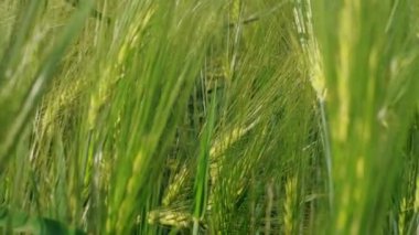 Tahıl kafası ilkbaharda çiftlik alanında yeşil çavdar yetiştiren, tarım. Genç sakallı buğdayın kulakları olgunlaşır. Tenteli buğday, tahıl bitkisi, ekmek mısır büyüme. Zengin hasat konsepti. Otlak. Çevre doğası. Arka plan olarak Yeşiller, çim zemin, çiftlik