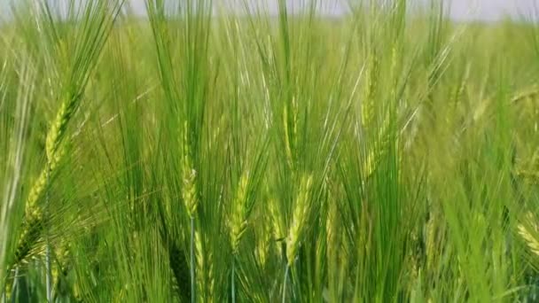 穀物の頭は 春の日に農場で緑のライ麦を栽培し 若いあごひげの小麦の熟した耳 オーニング小麦 穀物植物 パンコーンの成長 豊かな収穫コンセプト 環境の性質 背景として緑 芝生の地面 — ストック動画