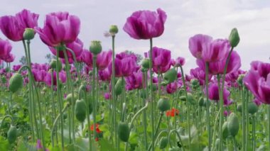 Çiçekli mor haşhaş ve haşhaş kapsülleri bulutlu gökyüzüne karşı alan. Rüzgarlı bir günde mor ve kırmızı çiçekler. Tarımda mavi haşhaş çayırı. Çiftlikte pipetlerle çiçek açan tıbbi bitkiler. Papaver, rüzgarın altında güzel bahçe haşhaş. Renk kavramı