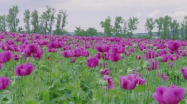 Yeşil ağaçlar ve bulutlu gökyüzüne karşı çiçekli mor haşhaş ve haşhaş kapsülleri alan. Rüzgarlı günde mor ve birkaç kırmızı çiçek. Çiftlikte pipetlerle çiçek açan tıbbi bitkiler. Tarımda mavi haşhaş çayırı. Papaver, rüzgar altında güzel bahçe haşhaş