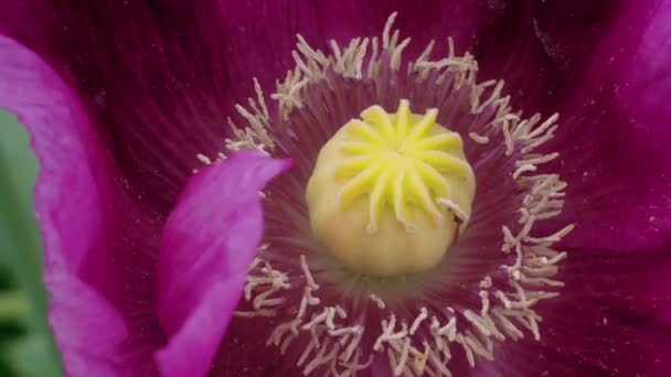 Kwitnący Fioletowy Kwiat Maku Zbliżenie Riping Kapsułka Drży Płatki Pod — Wideo stockowe