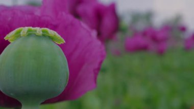 Maturing green poppy capsule between blooming purple poppies, close-up, zoom in, zoom out. Papaver straw and flowers under blowing wind. Flowering violet poppy with unripe seed head on field. Medical plant with pod on farm. Blue poppy in agriculture