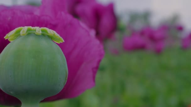 Con Cápsula Amapola Verde Entre Amapolas Púrpuras Florecientes Primer Plano — Vídeos de Stock